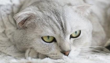 kaiyun体育综合-【科技助赛】VR技术如何改变棒球观赛体验，vr 棒球