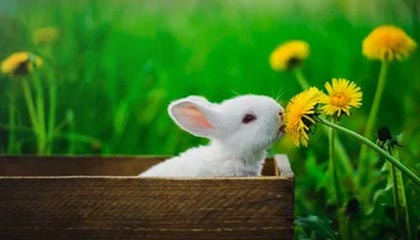 kaiyun体育综合-【科技助赛】VR技术如何改变棒球观赛体验，vr 棒球